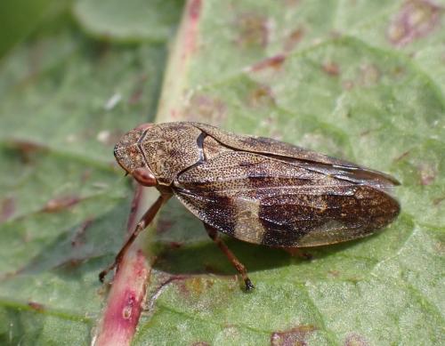Aphrophora alni